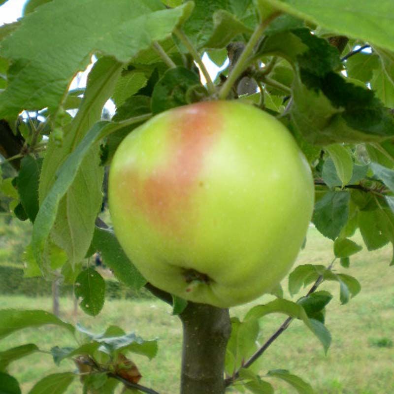 Streuner Schorle Apfel